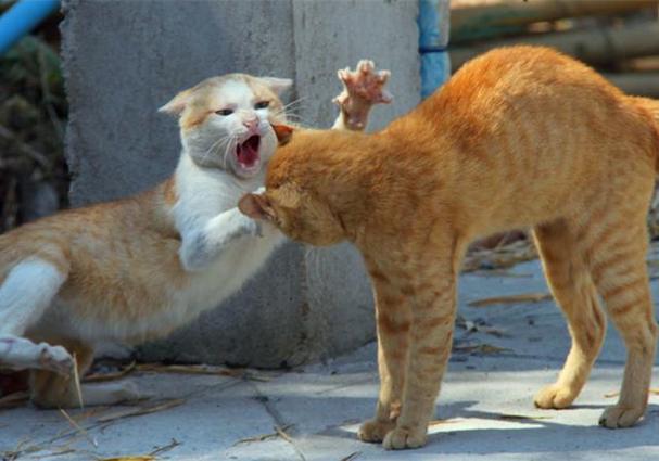 中国猫和缅甸猫打架