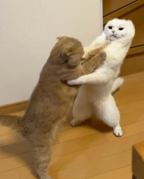 中国猫vs日本猫打架视频_中国猫vs外国猫