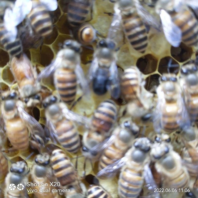 中国蜜蜂vs中华蜜蜂视频