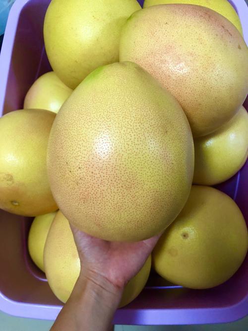 柚子柚子直播间_柚子，柚子，柚子，柚子，柚子，柚子，柚子