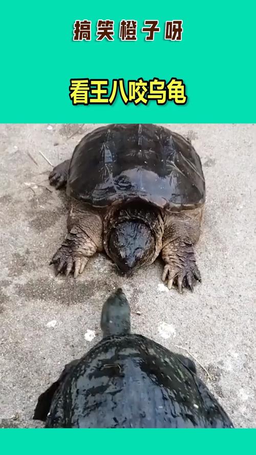 神龟vs神龟_神龟vs龟神